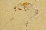 Cretaceous Fossil Shrimp and Fish - Lebanon #323751-2